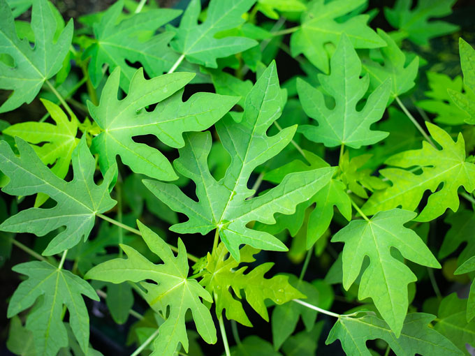 Organic Papaya Leaf