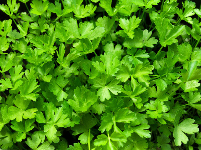 Organic Parsley Leaf