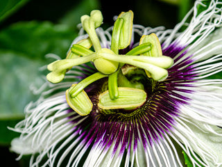 Organic Passion Flower