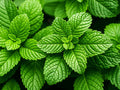 European Peppermint Tea