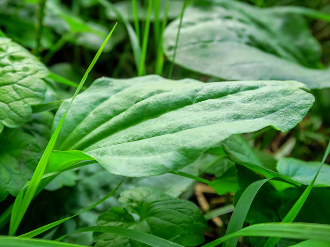 Organic Plantain Leaf