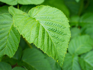 Organic Raspberry Leaf