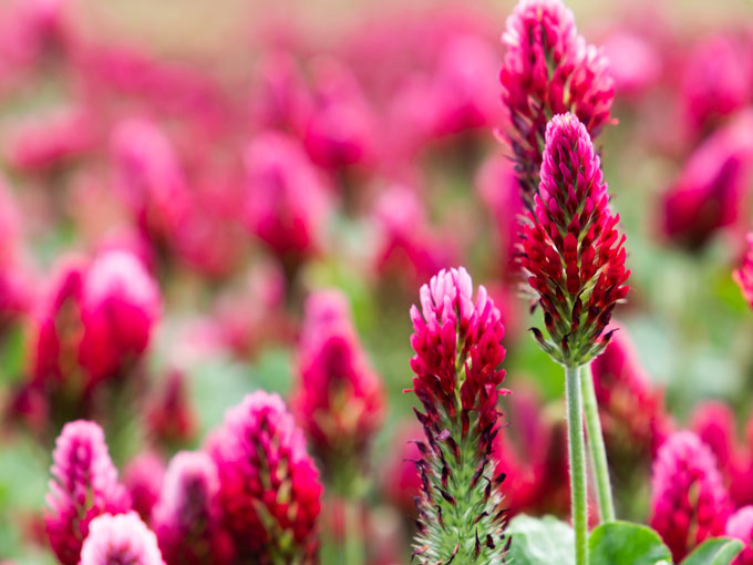 Organic Red Clover Flower