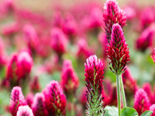 Organic Red Clover Flower