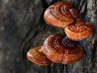 Organic Reishi Mushroom