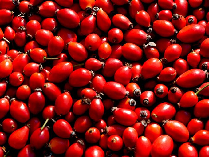 Close-up of a large number of red rosehips.
