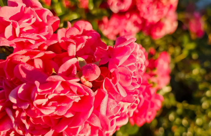 Close-up of bright pink rose flowers with a blurred green background
