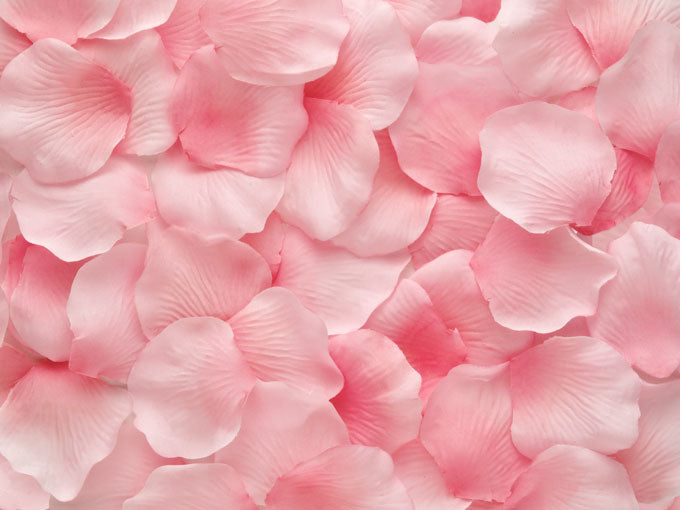 Close-up of pink rose flower petals