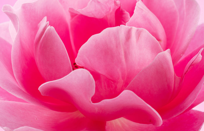 Close-up of a pink rose flower with soft focus
