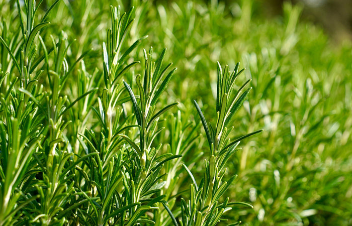 Close-up of green rosemary plants with a blurred background