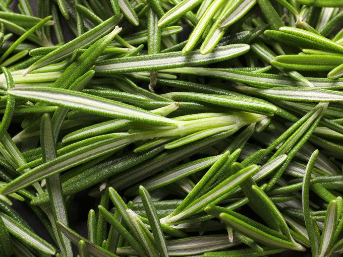 Close-up of fresh rosemary leaves