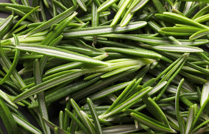 Close-up of fresh rosemary leaves