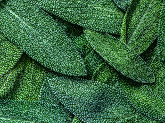 Close-up of green sage leaves with detailed texture