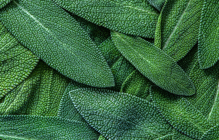 Close-up of green sage leaf texture