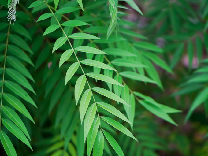 Close-up of green Senna leaves with a blurred background