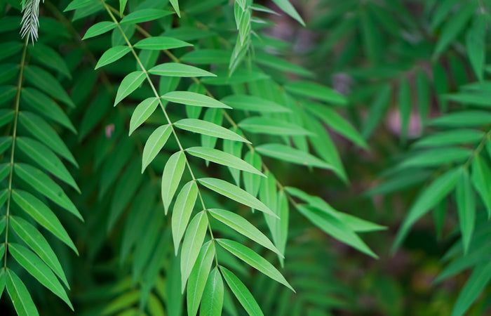 Close-up of green senna  leaves with a blurred background