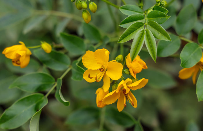 Yellow Senna flowers with green leaves on a blurred natural background