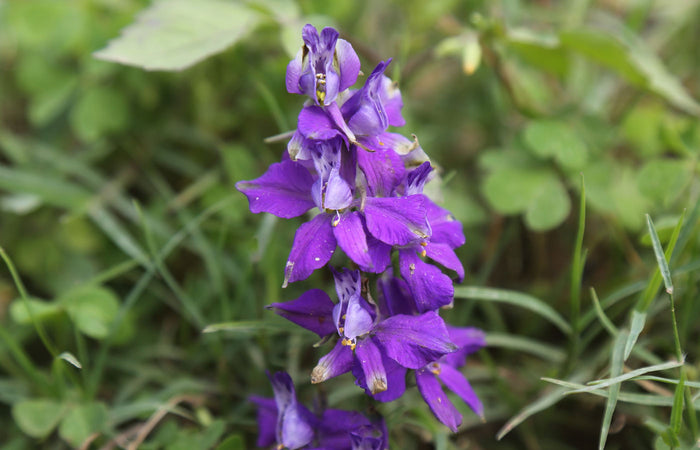 Purple skullcap flowers with green leaves in a natural setting
