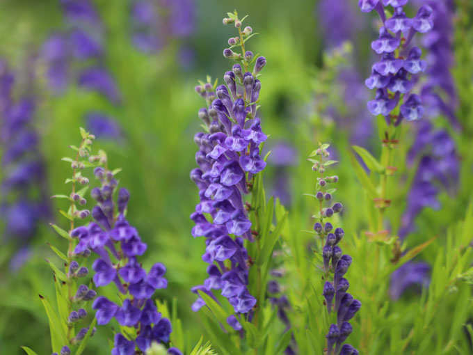 Purple skullcap flowers in a field with green grass