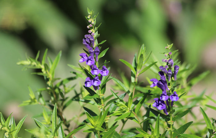 Purple skullcap flowers with green leaves on a blurred natural background