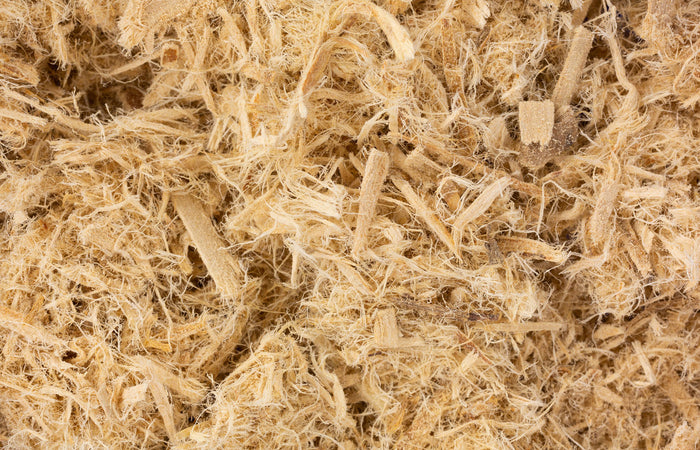 Close-up of brown slippery elm bark