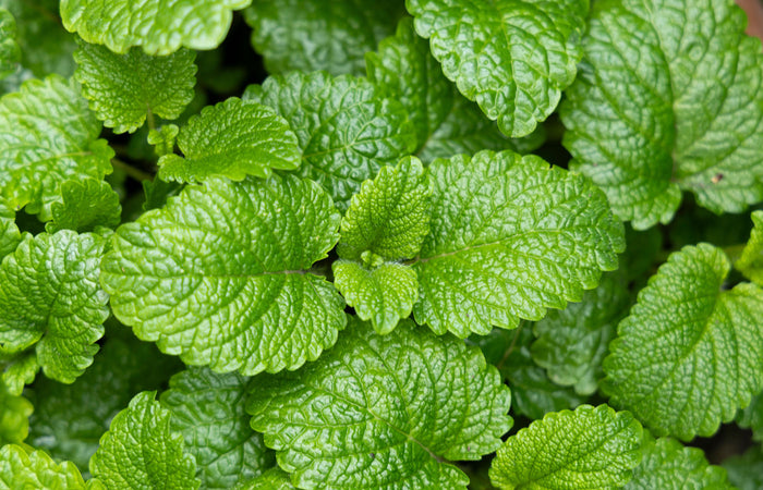 Close-up of green spearmint leaves