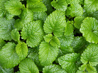 Organic Spearmint Leaf