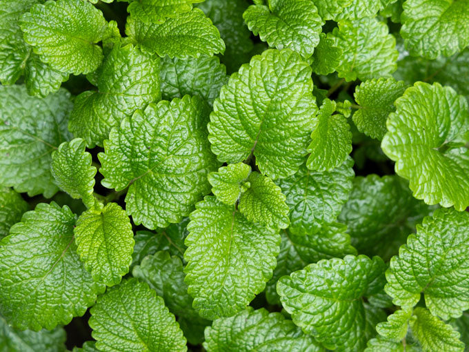 Close-up of green spearmint  leaves with a focus on texture and color.