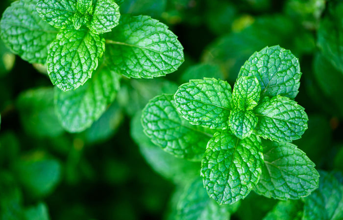Close-up of fresh green spearmint leaves with a blurred green background