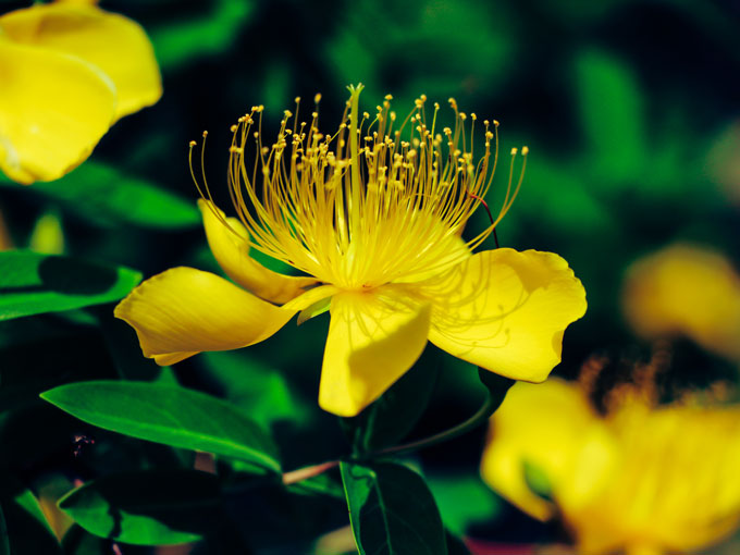 Close-up of a St John's Wort yellow flower with a blurred green background