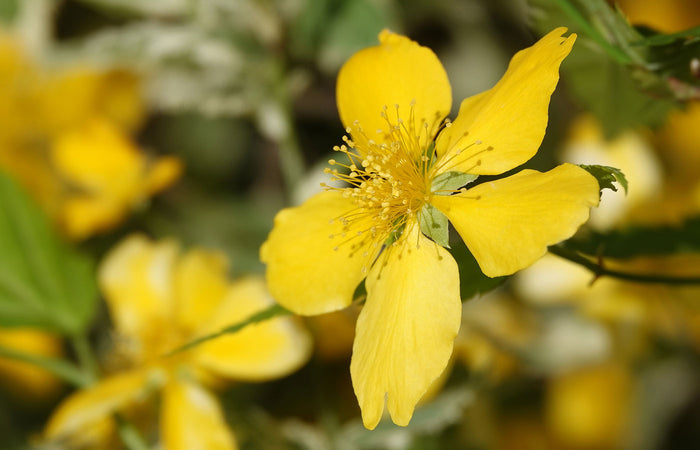Close-up of a St John's Wort yellow flower with a blurred background