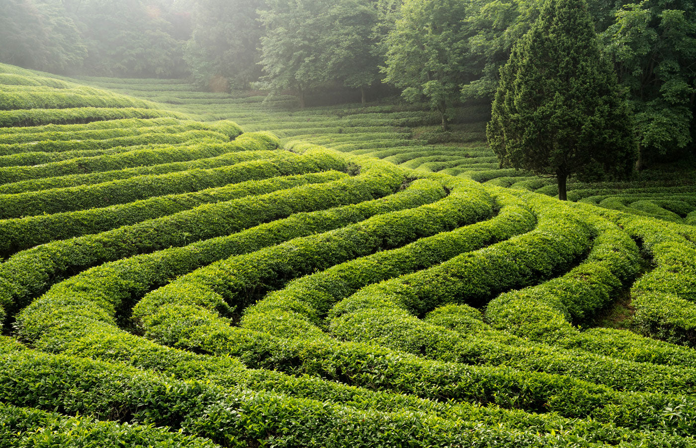 Spiral-shaped green tea field in a garden setting with trees in the background