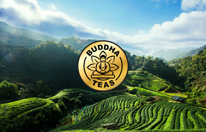 Buddha Teas logo over a scenic tea plantation with mountains and blue sky.