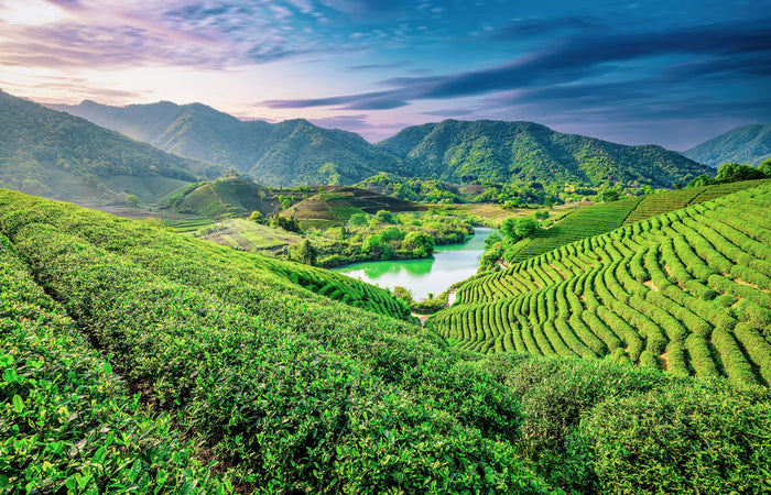 Green tea plantation with mountains and a lake in the background