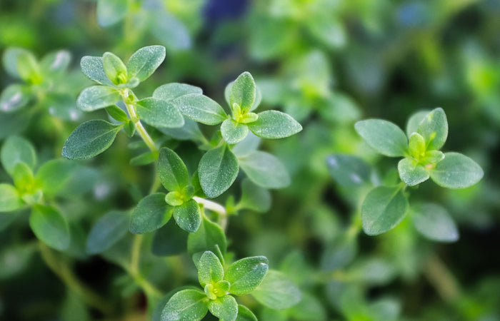 Close-up of green thyme leaves with a blurred background
