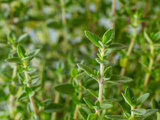Organic Thyme Leaf