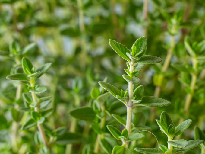 Close-up of green thyme plants with a blurred background