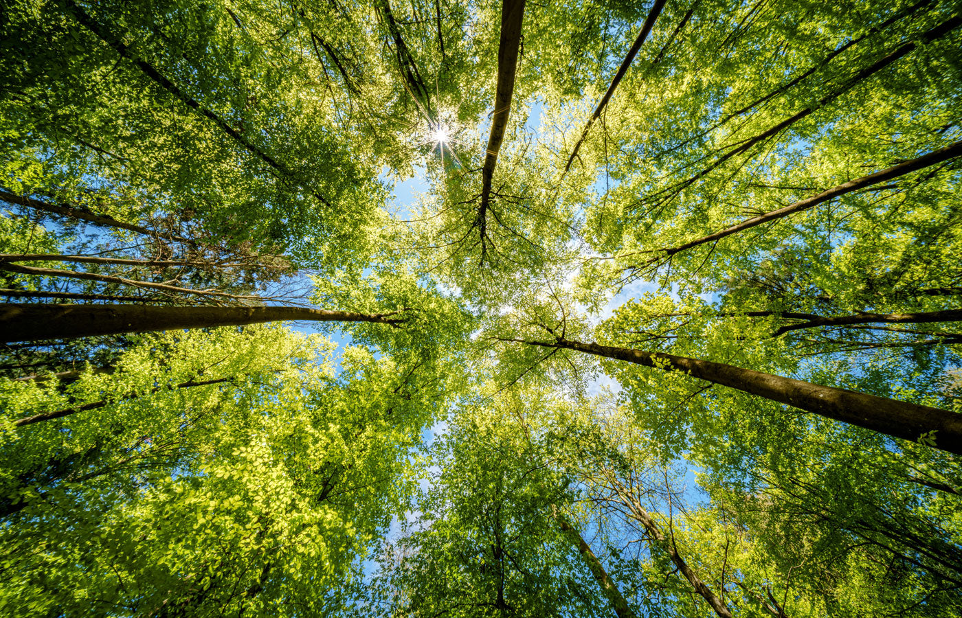 View from below looking up at a canopy of trees with sunlight filtering through.