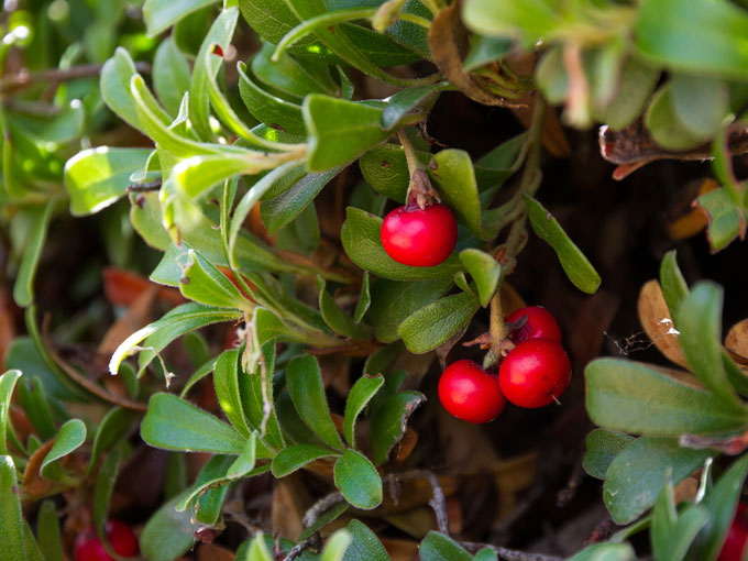 Organic Uva Ursi Leaf