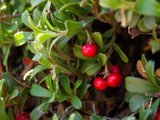 Organic Uva Ursi Leaf