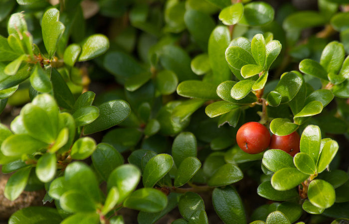 Close-up of a bush with green uva ursi leaves and red berries