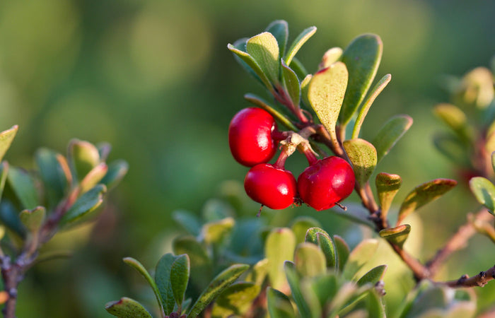 Close-up of red uva ursi on a green bush with a blurred natural background