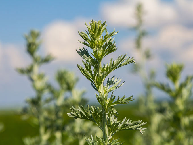 Close-up of a green wormwood  plant with a blurred natural background