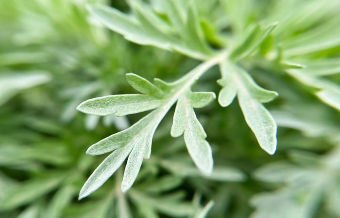 Close-up of green wormwood  leaves with a blurred background