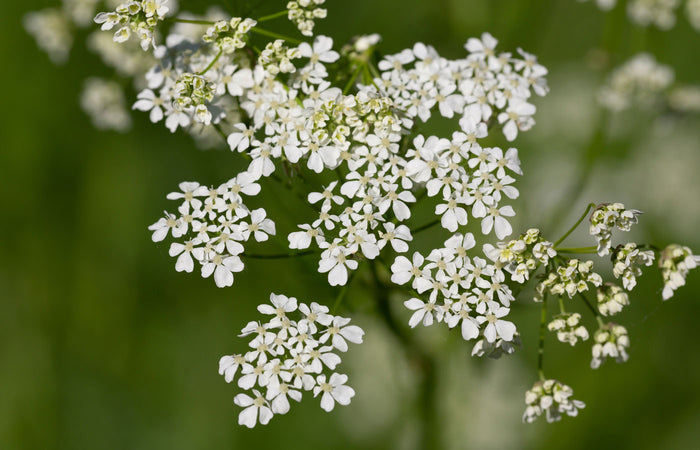 Close-up of white yarrow flowers with a blurred green background