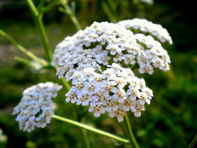 Close-up of white yarrow flowers with a blurred green background