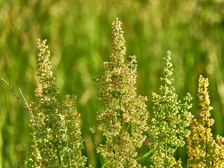 Organic Yellow Dock Root
